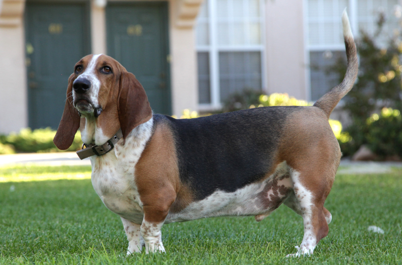 розплідник бассет-хаунд розплідник бассет-хаунд