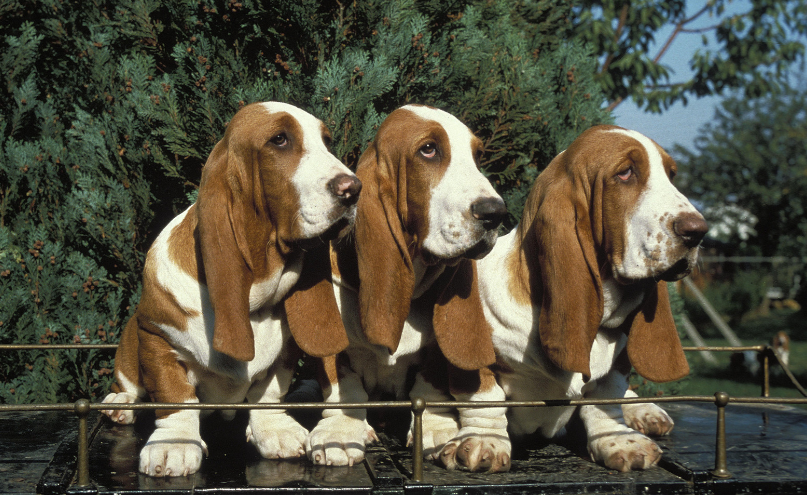 цуценята бассет-хаунда цуценята бассет-хаунда