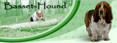 Basset Haund LT